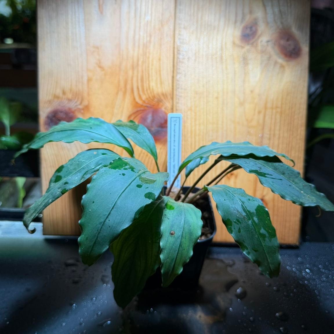 Bucephalandra cf. モトレイアーナ serian産 | 水草,ブセファランドラ