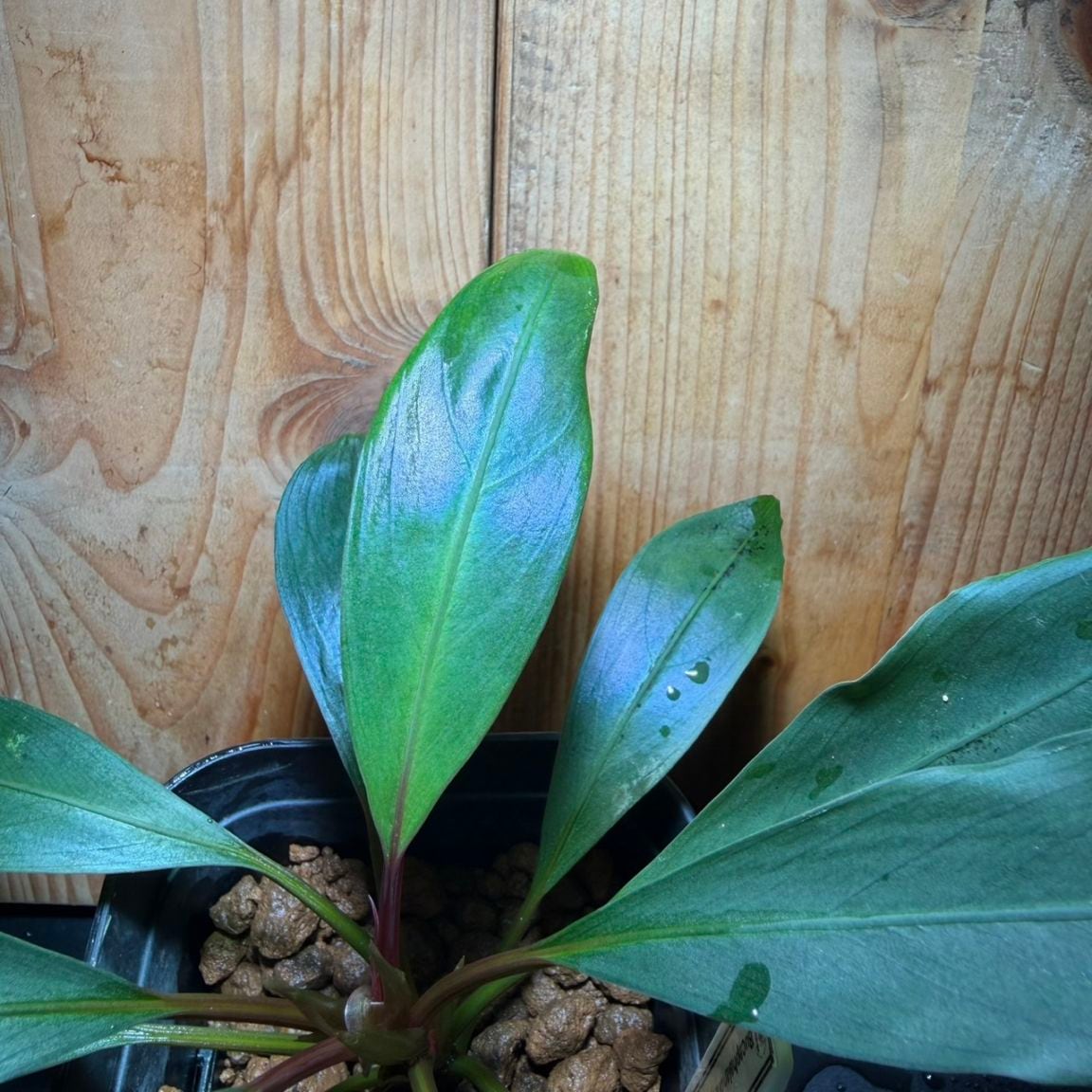 Bucephalandra sp. ハニービー | 水草,ブセファランドラ | Aquarium