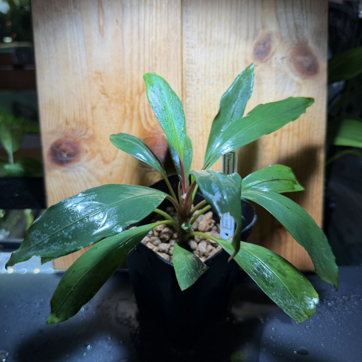 Bucephalandra sp. ハニービー | 水草,ブセファランドラ | Aquarium