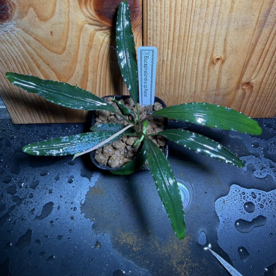 Bucephalandra sp. ララズ | 水草,ブセファランドラ | Aquarium TALLMAN
