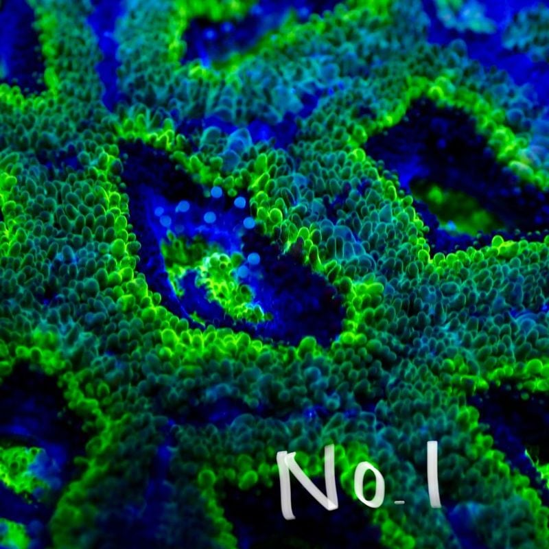 【LS】Aussie Acanthastrea ～green～ No.1