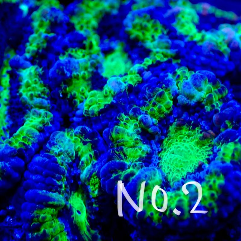 【LS】Aussie Acanthastrea ～green～ No.2