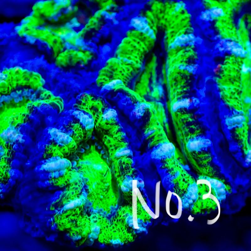 【LS】Aussie Acanthastrea ～green～ No.3