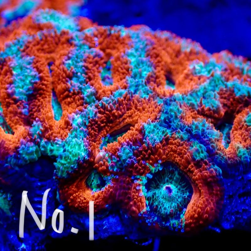 【LS】Aussie Acanthastrea ～Ultra grade～ No.1