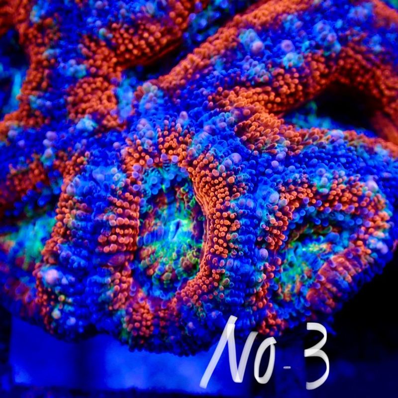 【LS】Aussie Acanthastrea ～Ultra grade～ No.3