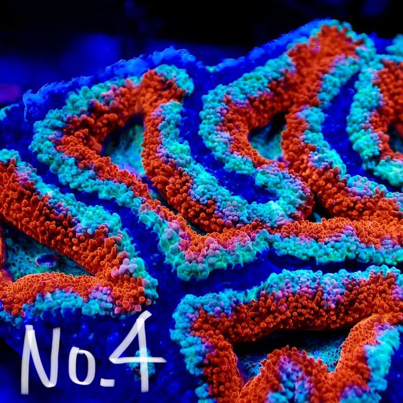 【LS】Aussie Acanthastrea ～Ultra grade～ No.4