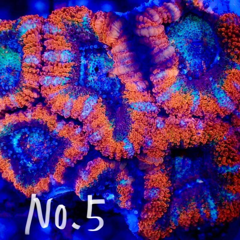 【LS】Aussie Acanthastrea ～Ultra grade～ No.5