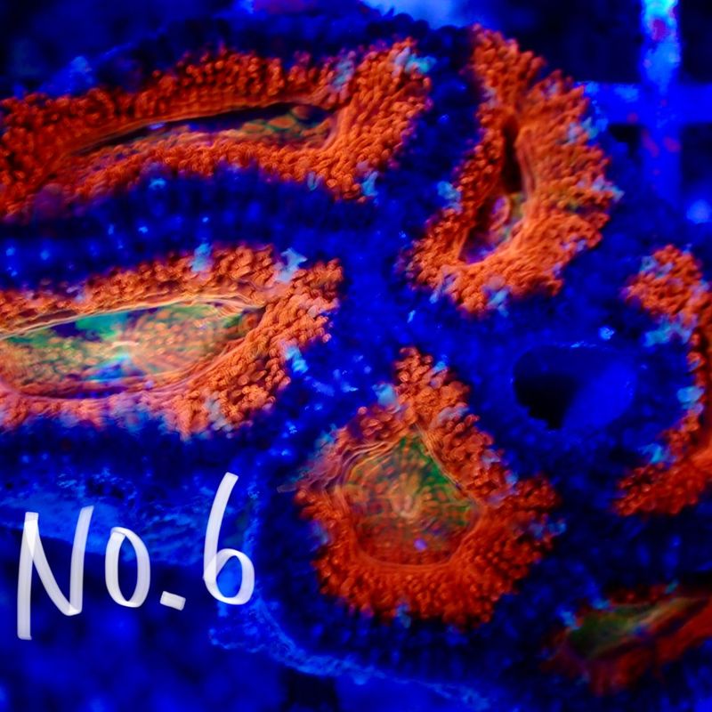 【LS】Aussie Acanthastrea ～Ultra grade～ No.6