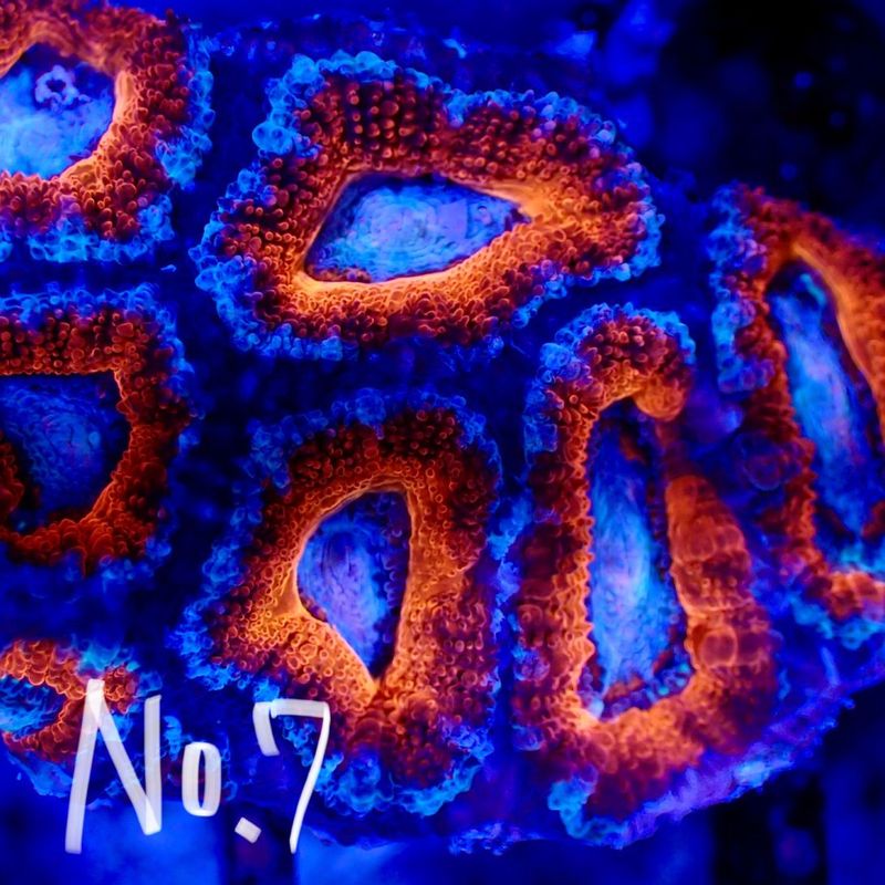 【LS】Aussie Acanthastrea ～Ultra grade～ No.7