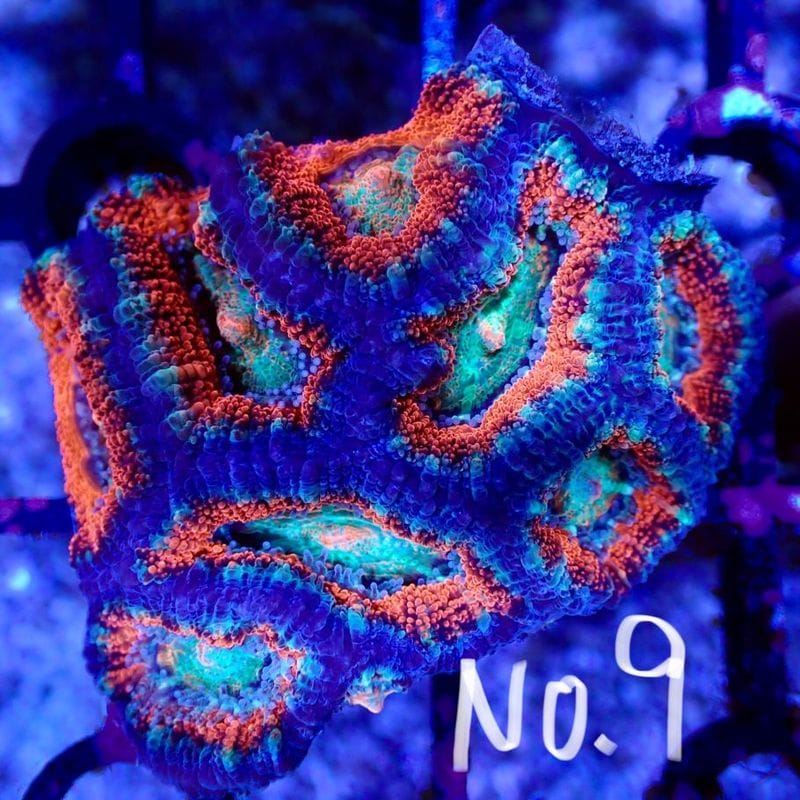 【LS】Aussie Acanthastrea ～Ultra grade～ No.9