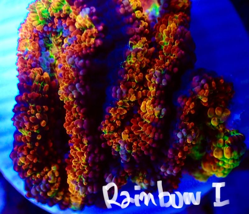 【LS】Aussie Acanthastrea ～Rainbow～ Ⅰ