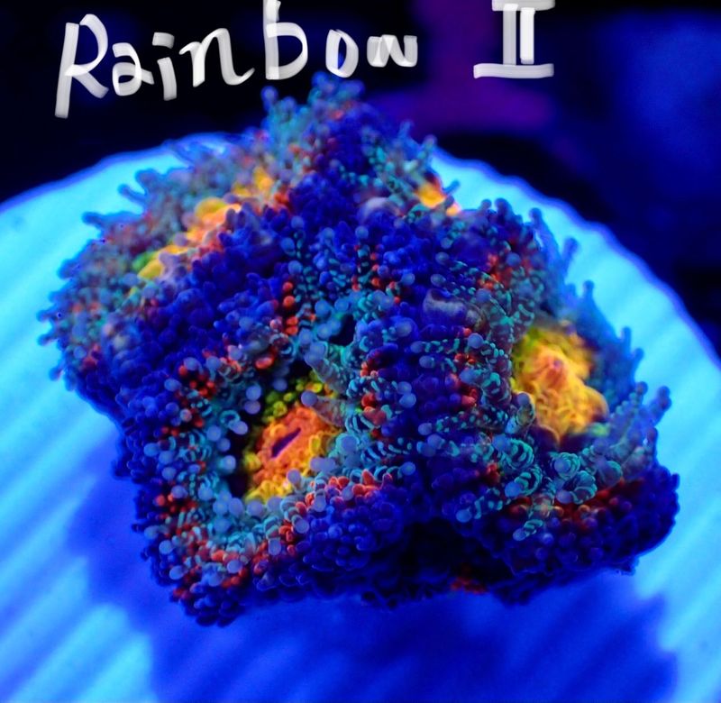 【LS】Aussie Acanthastrea ～Rainbow～ Ⅱ