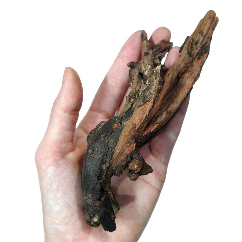 デルフィス リベラ流木 ミニ流木 5本セット(形状おまかせ