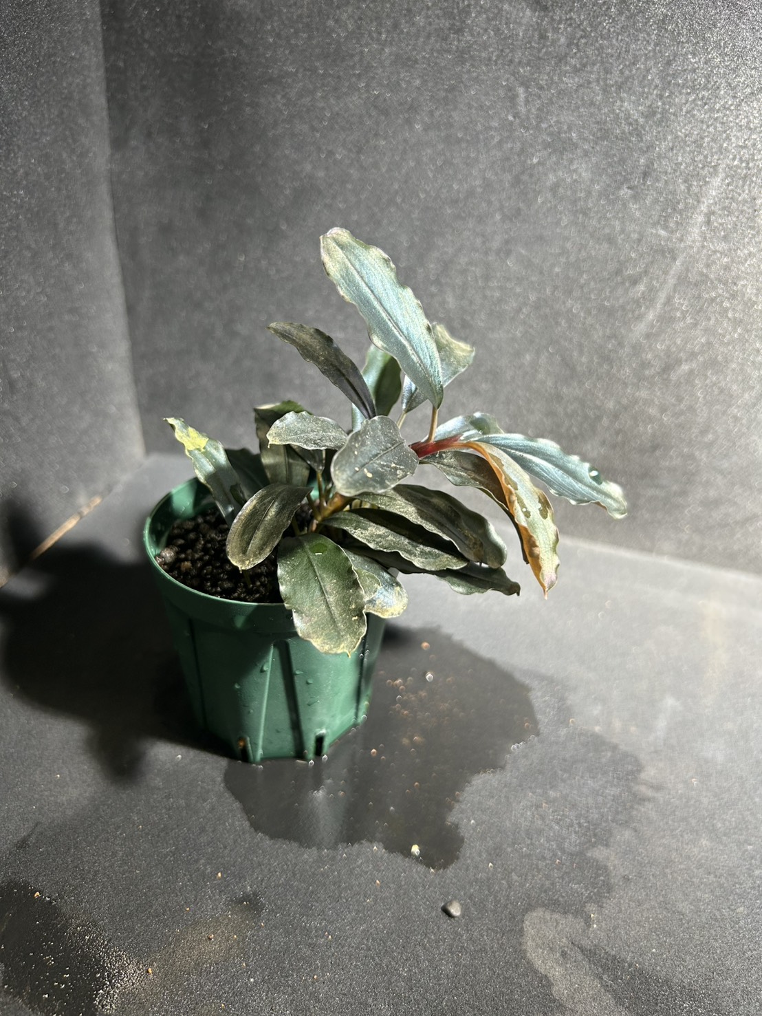 Bucephalandra sp.