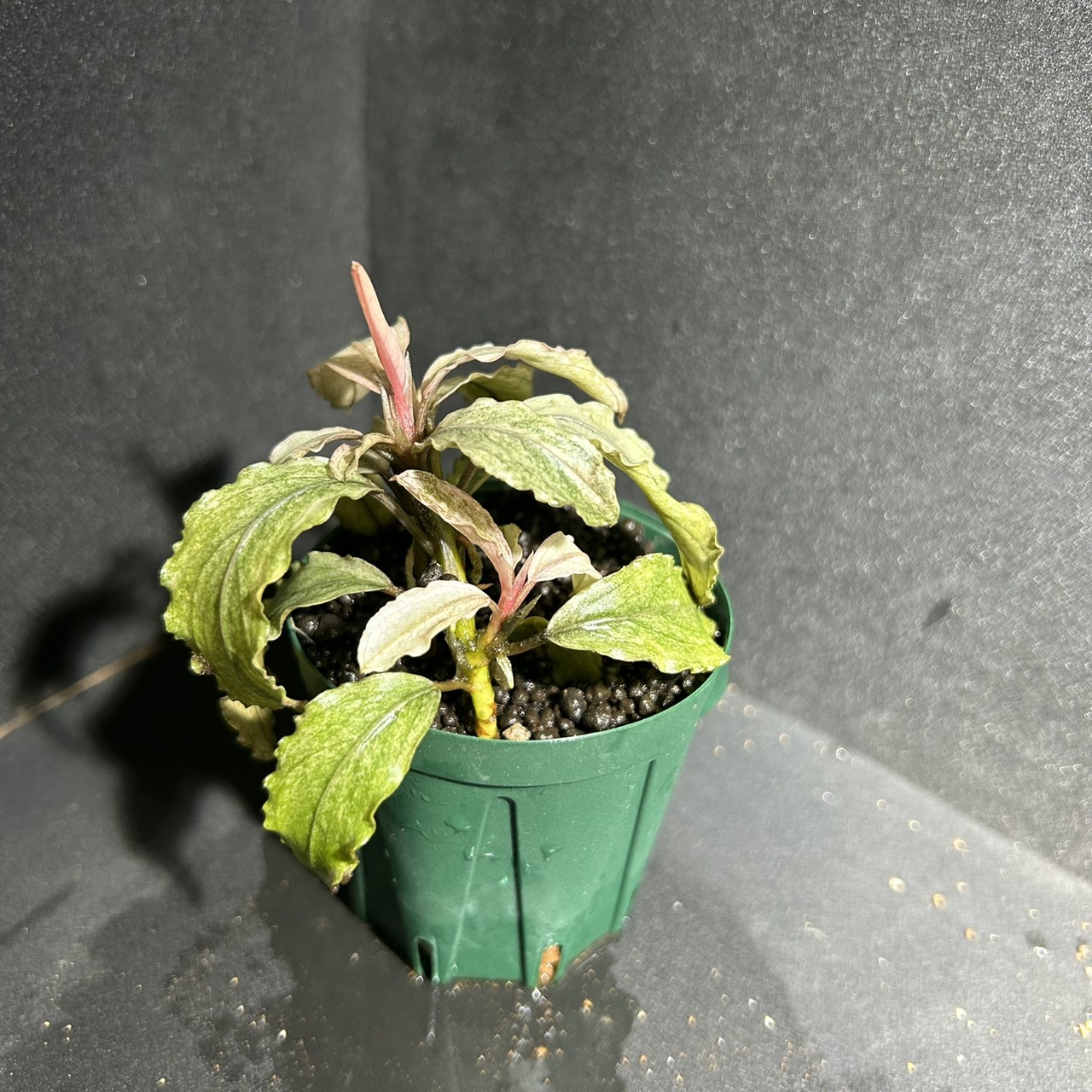 Bucephalandra sp.
