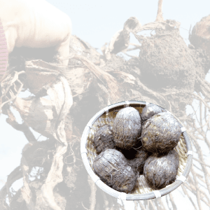 1.5kg۾徱Ȥ⡿äȤäǼʪ˥ԥåڤʸ塢ȯޤǤ7٤֤ĺפޤ