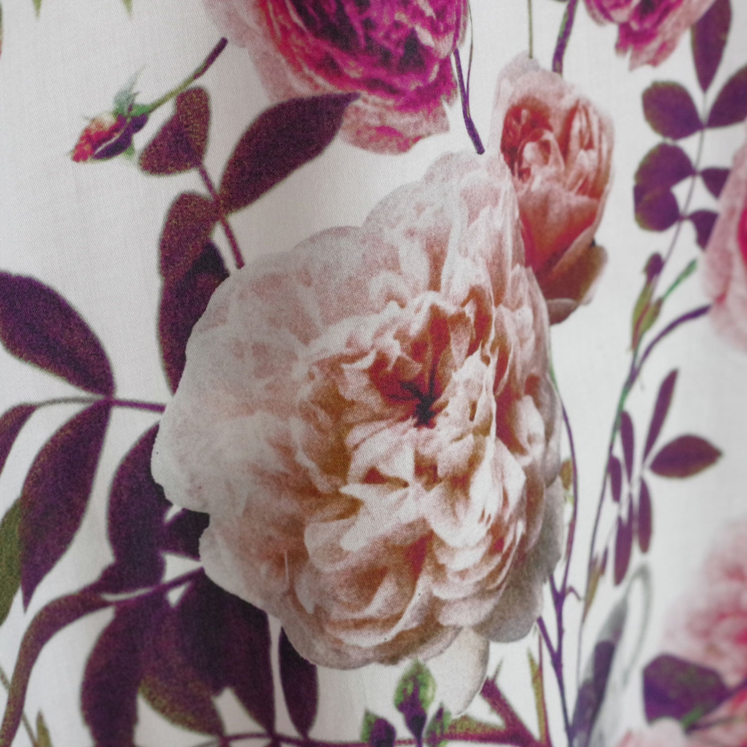 ECOLE DE CURIOSITES ��������ɥ���ꥪ���� : BRIGITTE (ROSES��WHITE) �ץ��ȥ֥饦��