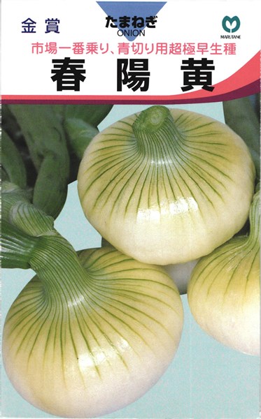 極早生玉ねぎの種「濱の宝」2dl