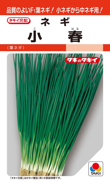 パパイヤ種子（タネ）　品種名　リオグランデ　10g（約650粒） パパイヤ種子（タネ）品種名リオグランデ10g（約650粒）