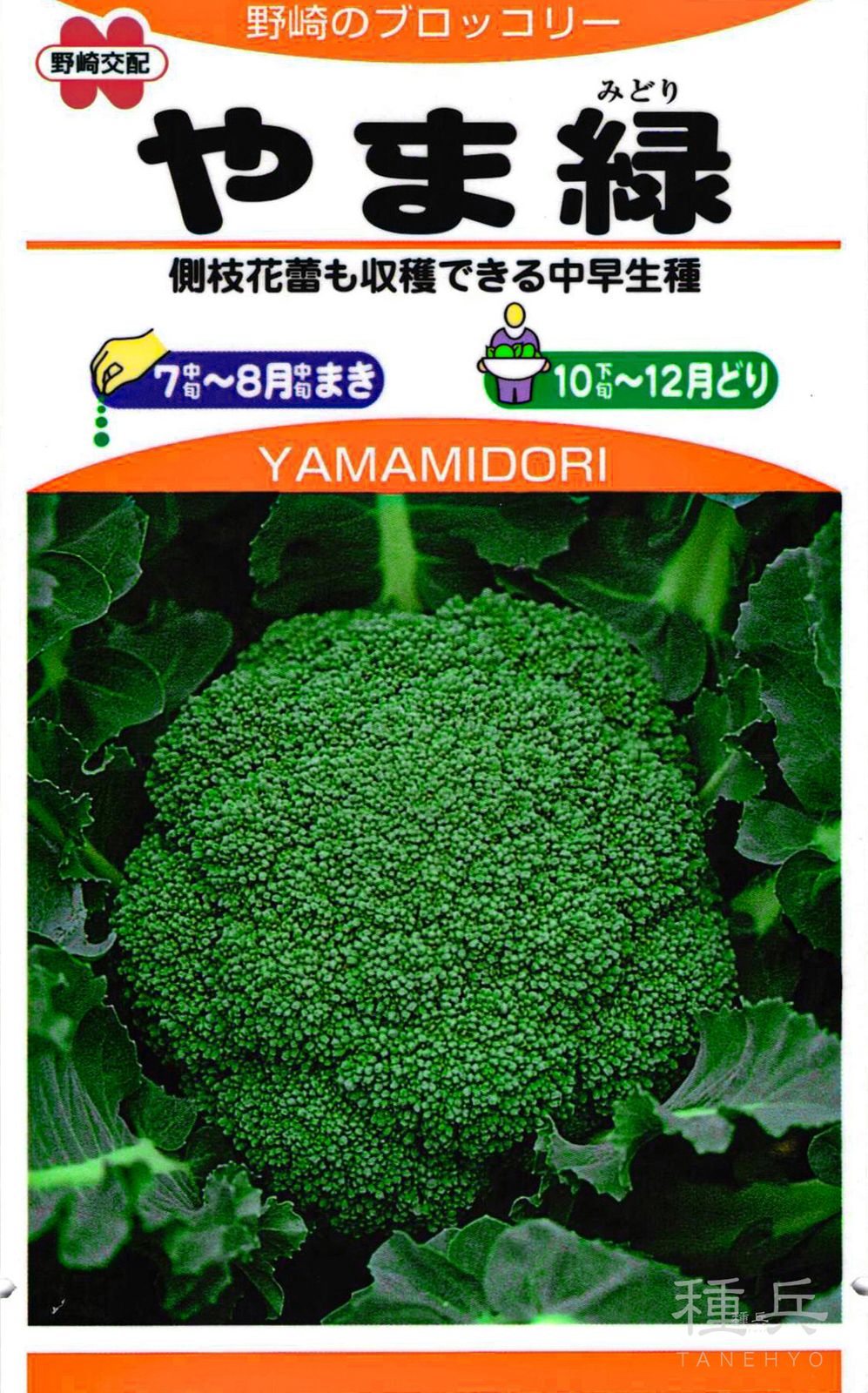 ブロッコリー 種 『やま緑』  野崎採種場