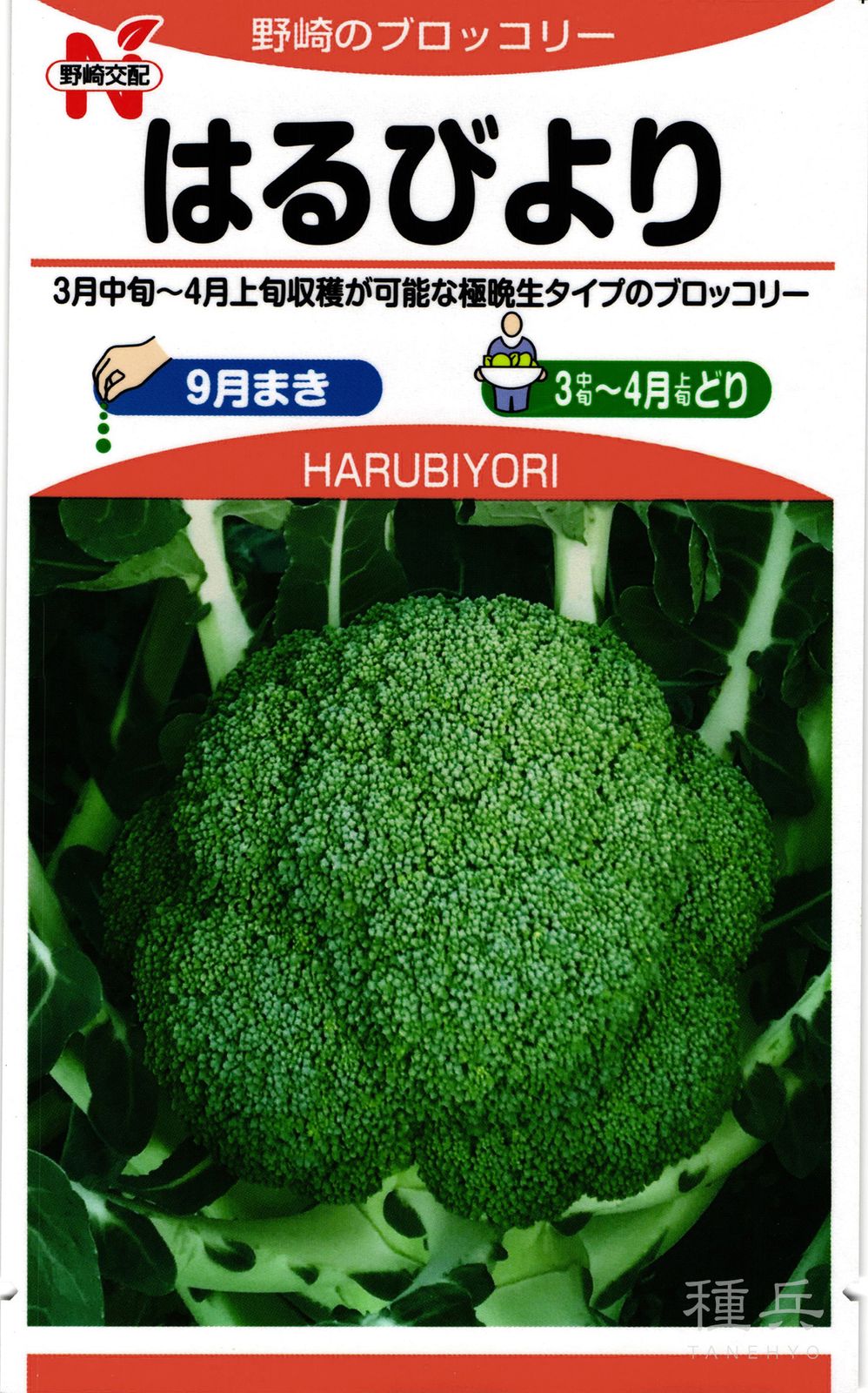 ブロッコリー 種 『はるびより』  野崎採種場