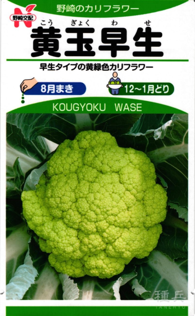 黄緑カリフラワー 種 『黄玉早生（NYF-255）』  野崎採種場