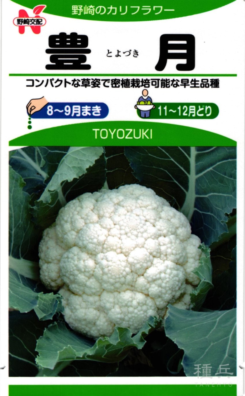 カリフラワー 種 『豊月』  野崎採種場