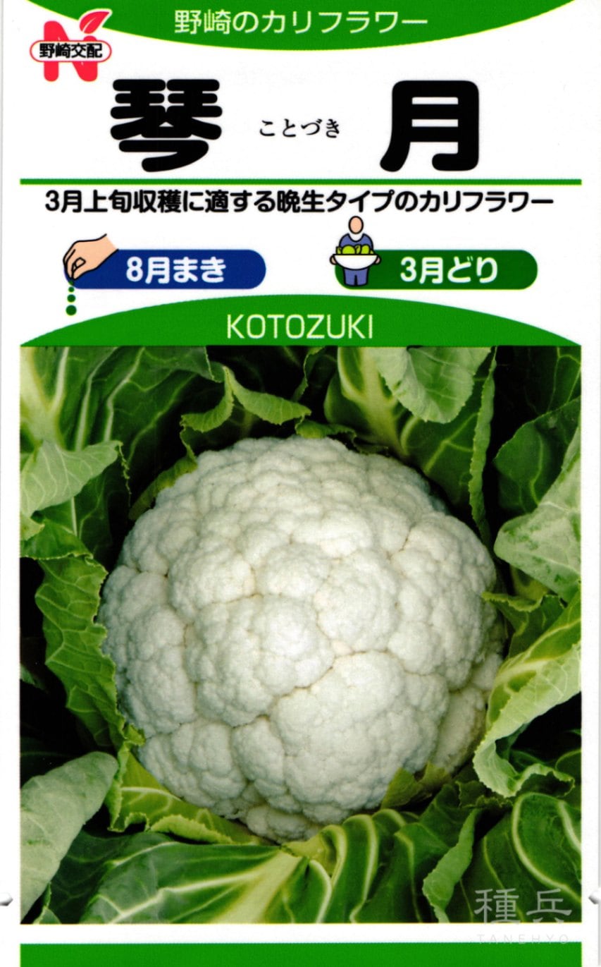 カリフラワー 種 『琴月』  野崎採種場