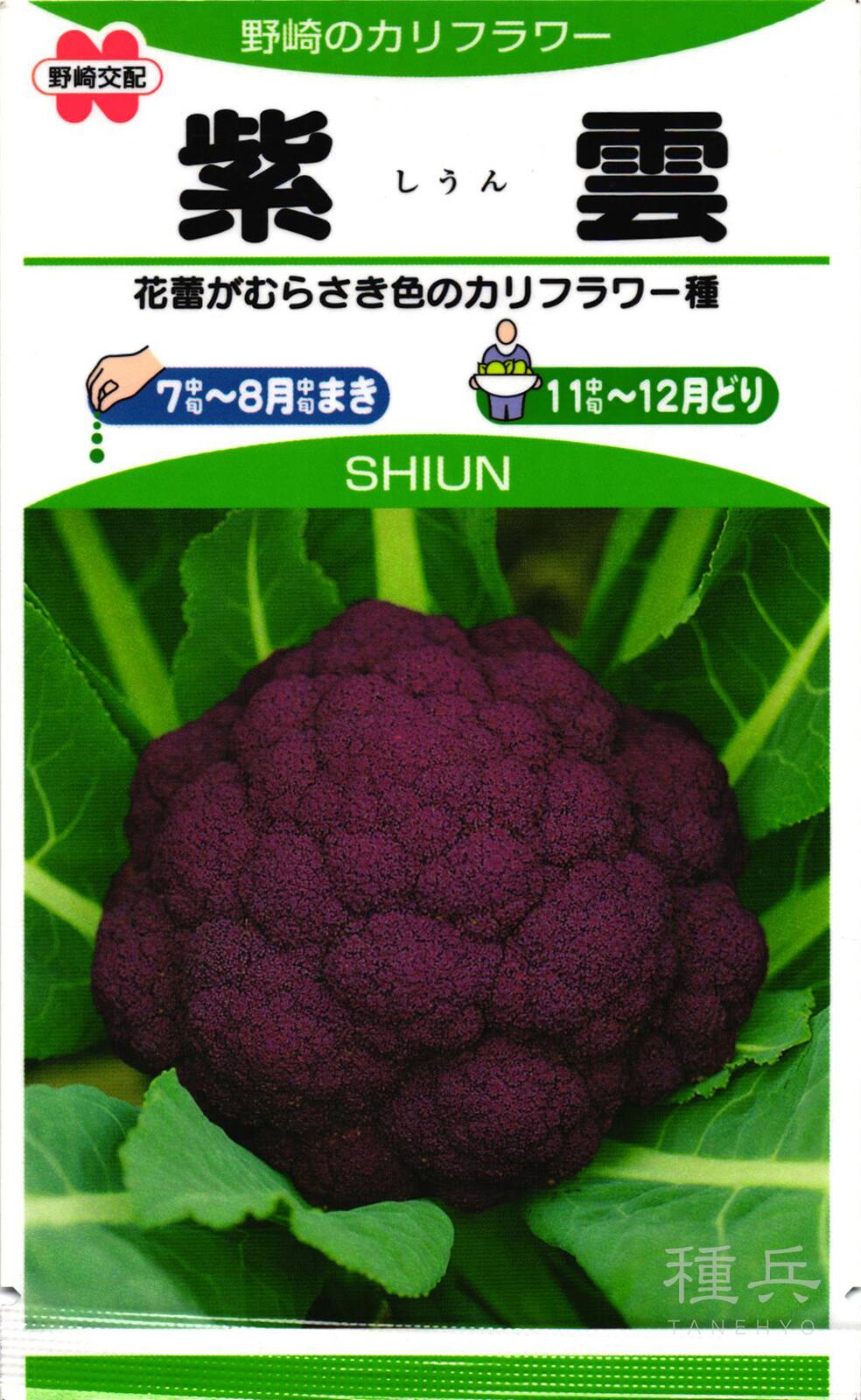 紫カリフラワー 種 『紫雲』 野崎採種場 | たね,葉菜の種