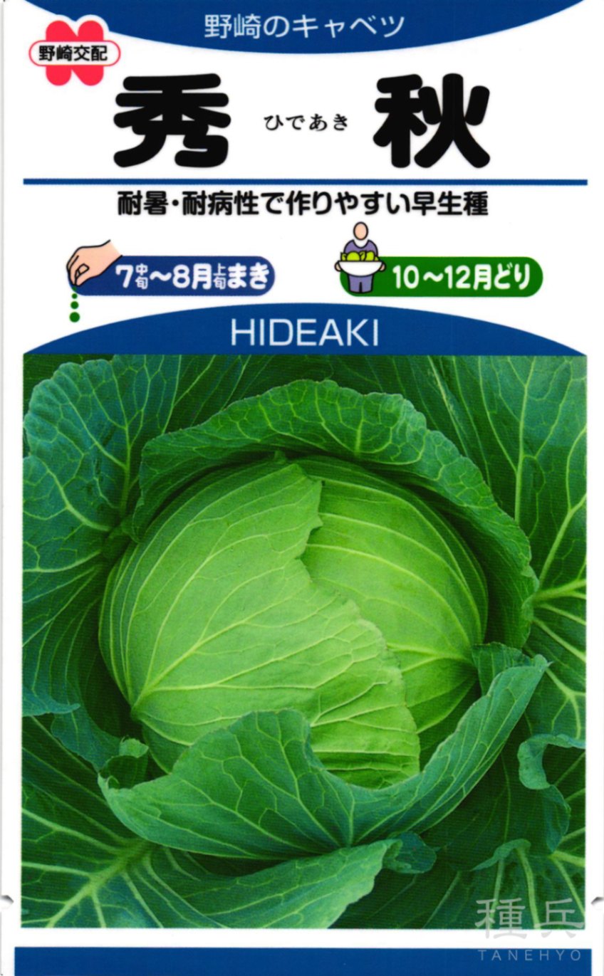 キャベツ 種 『秀秋』 野崎採種場 | たね,葉菜の種,キャベツ,キャベツ