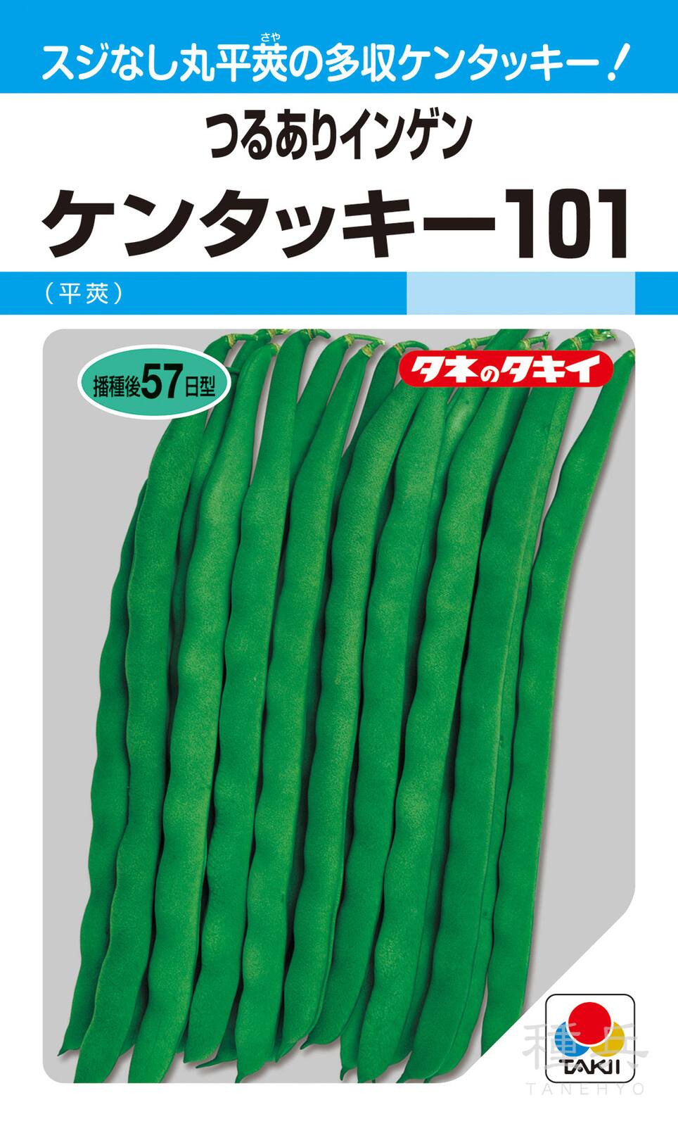つるありインゲン 種 『ケンタッキー101』 ASA156 タキイ種苗
