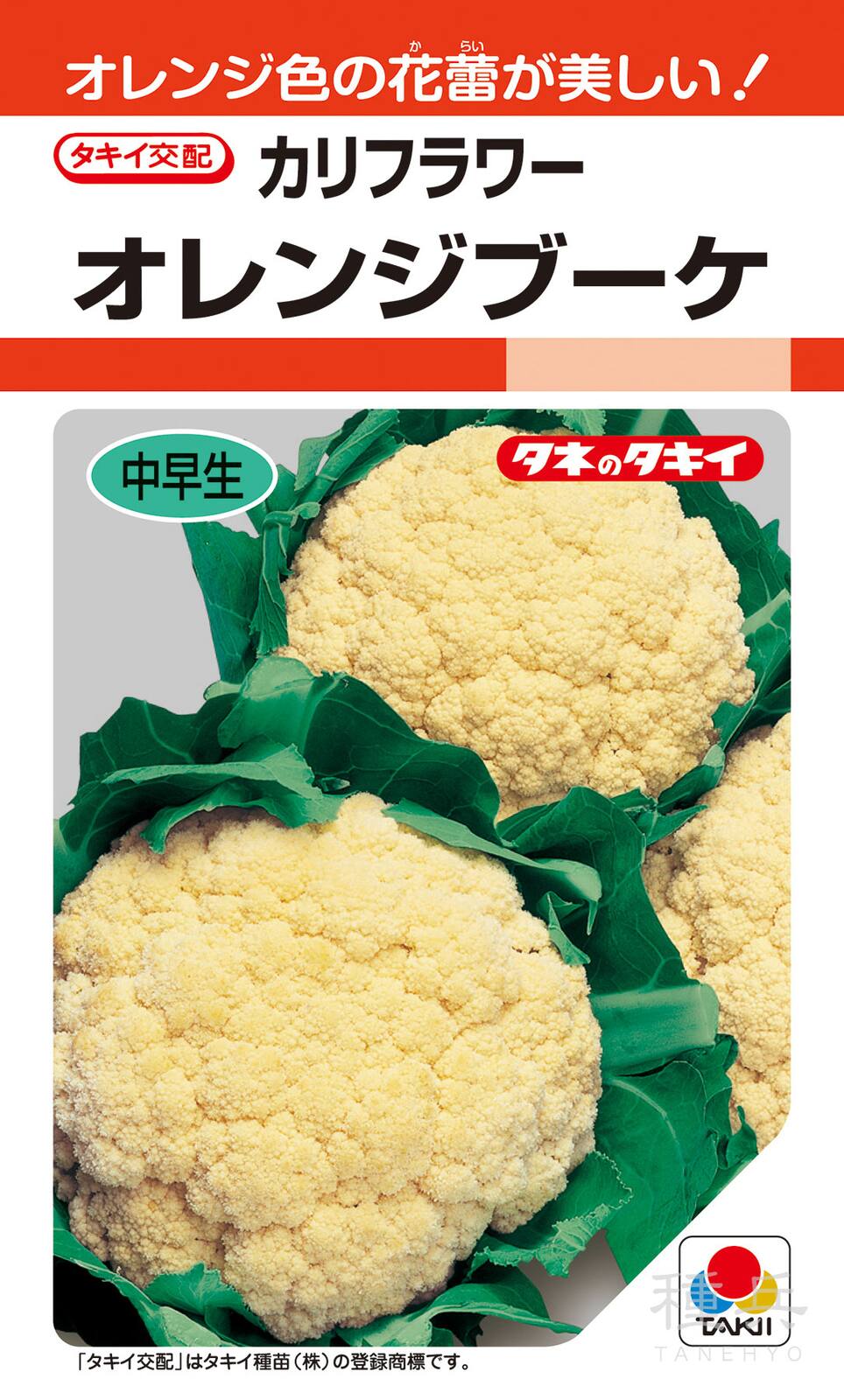 オレンジカリフラワー 種 『オレンジブーケ（オレンジドーム）』 ASB081 タキイ種苗