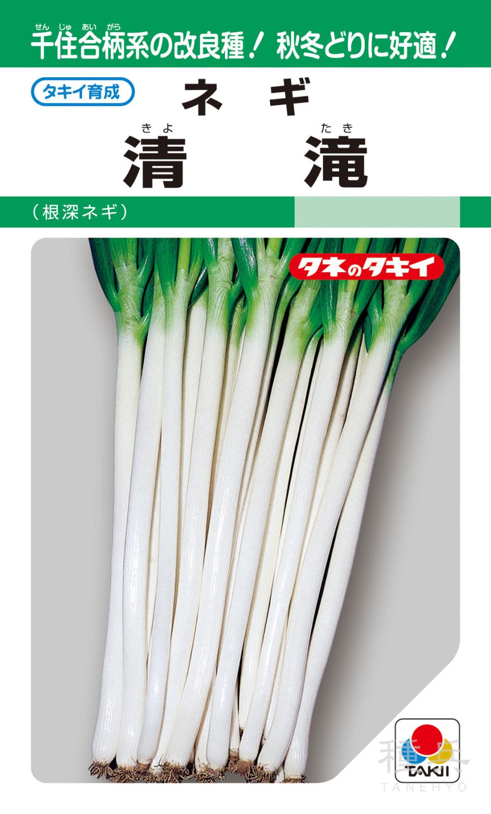 根深ネギ 種 『清滝葱』 ANE213 タキイ種苗 | たね,葉菜の種,ネギ,根深