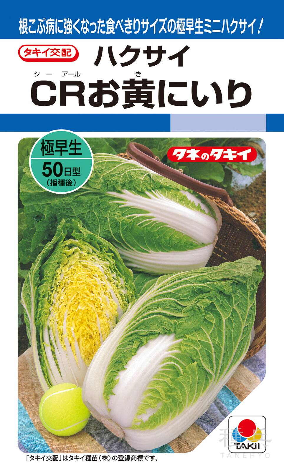 3801⭐️チビチビ⭐️小輪⭐️超コンパクト⭐️多弁⭐️原種交配⭐️野生味溢れる⭐️広瀬園芸⭐️ も*読様 3678☘️タグ付☘️⭐️SD⭐️小輪⭐️原種交配⭐️超
