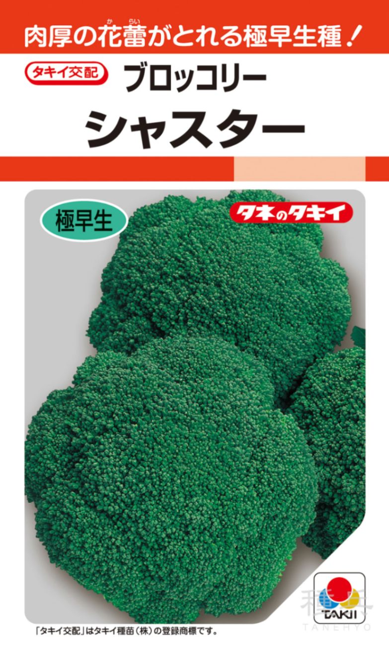 頂花蕾兼用種ブロッコリー 種 『シャスター』 ABR020 タキイ種苗