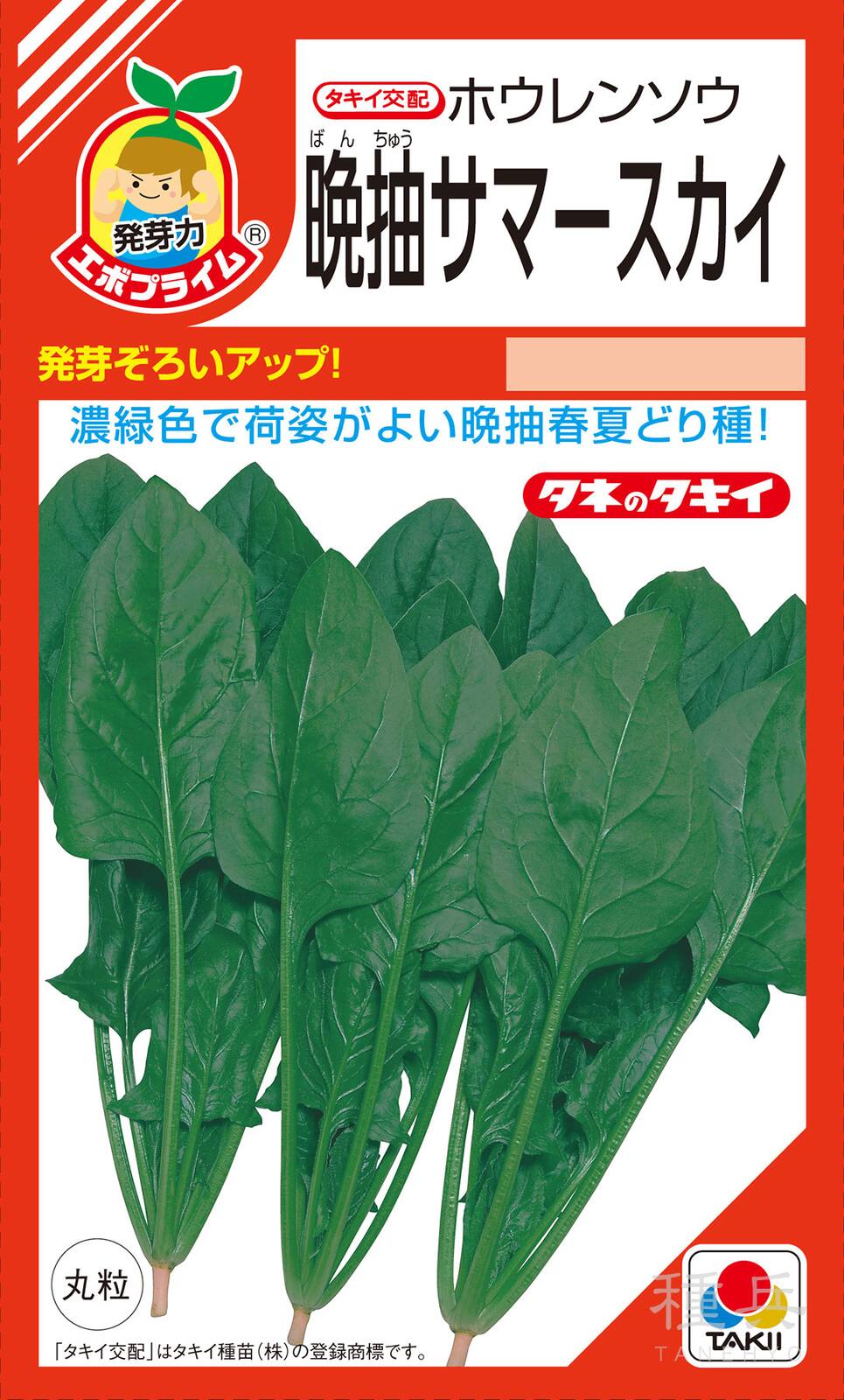 春夏どりホウレンソウ 種 『晩抽サマースカイ』 ASP05H タキイ種苗