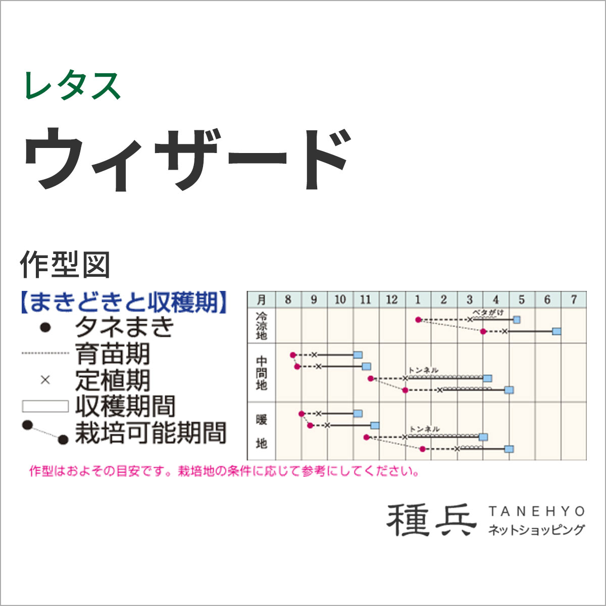 春秋どり結球レタス 種 『ウィザード』 ALE135 タキイ種苗 | たね,葉菜