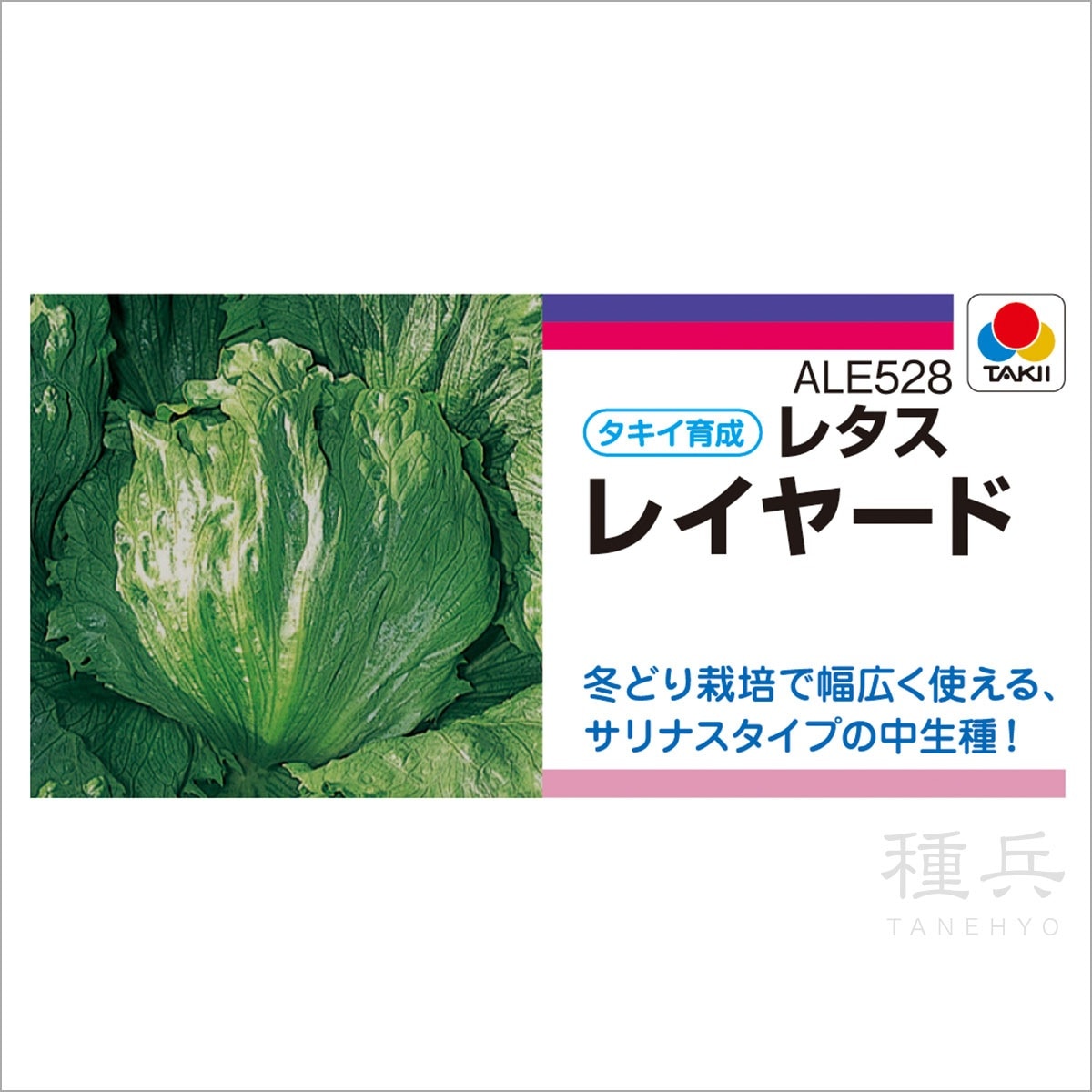 結球レタスの苗 400苗 品種「逸香」 結球レタス 種 『レイヤード