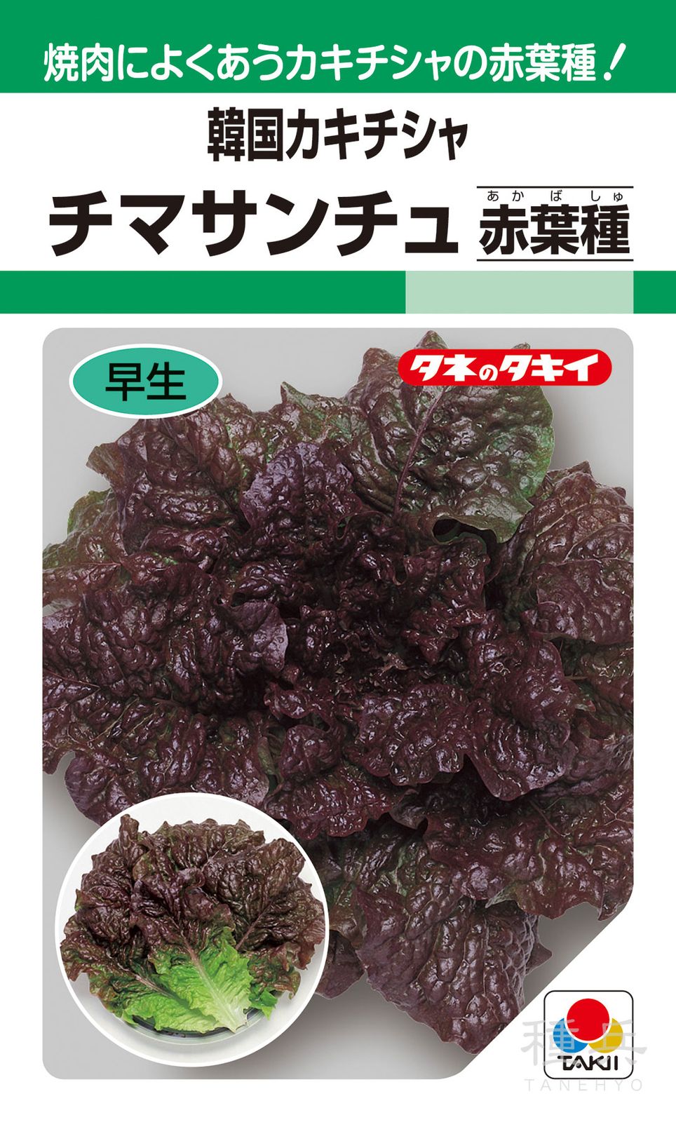 韓国カキチシャ 種 『チマサンチュ（赤葉種）』 ALE579 タキイ種苗