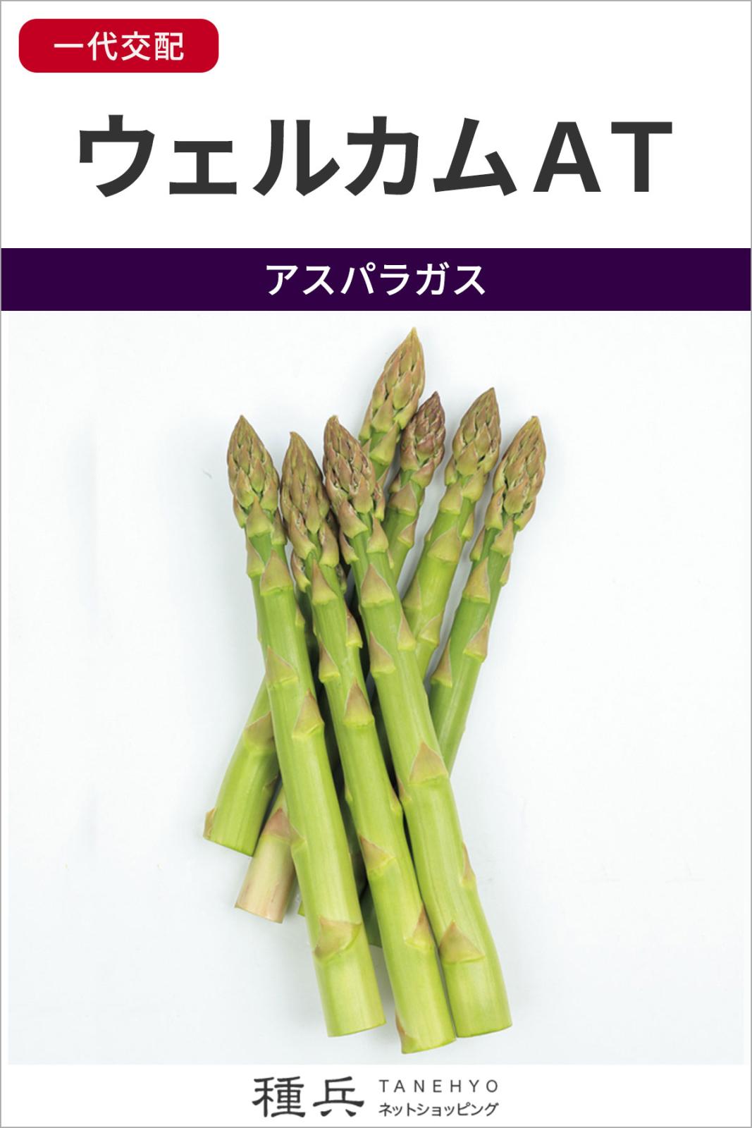 アスパラガス 種 『ウェルカムAT』 サカタのタネ