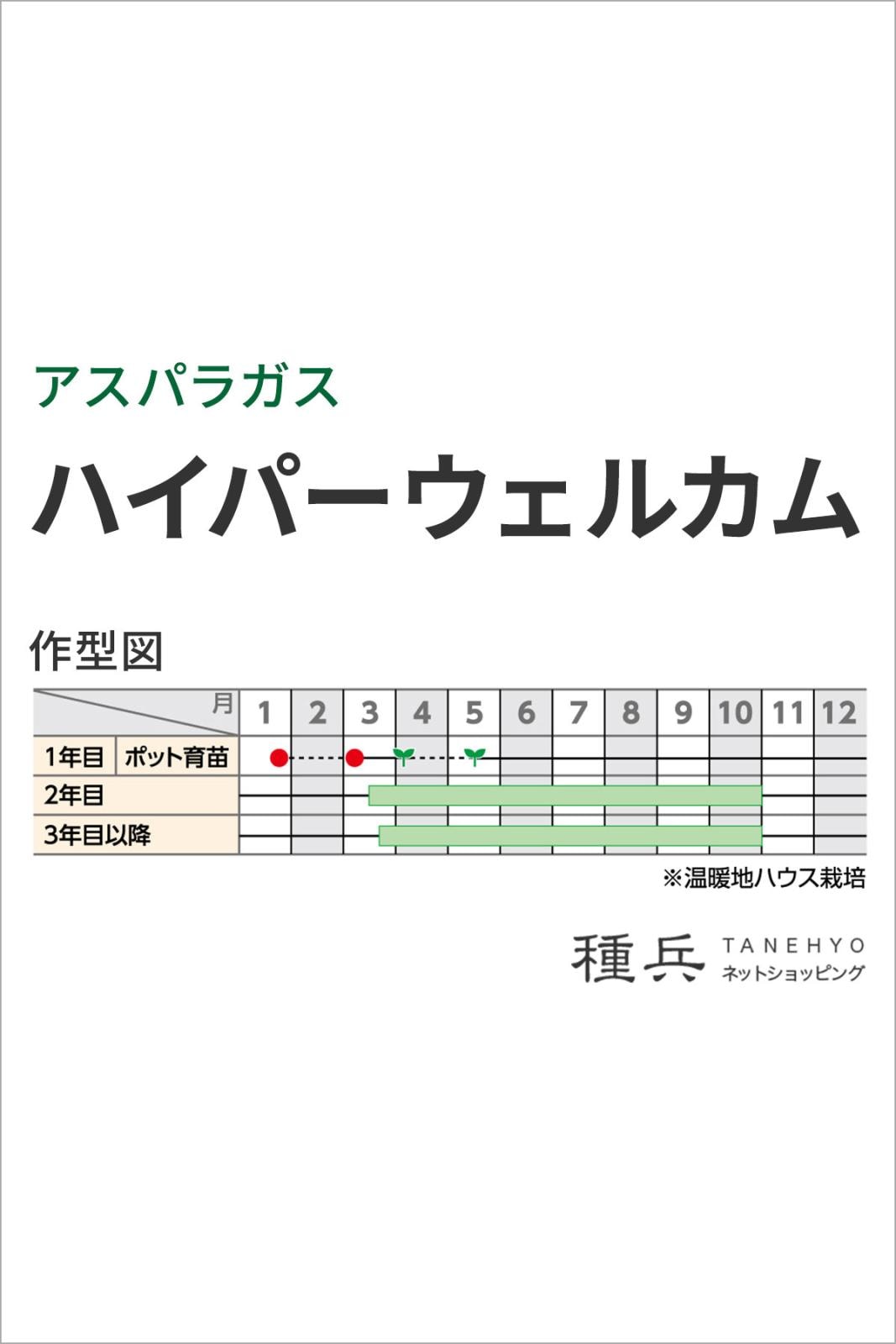 アスパラガス 種 『ハイパーウェルカム』 サカタのタネ | たね,葉菜の