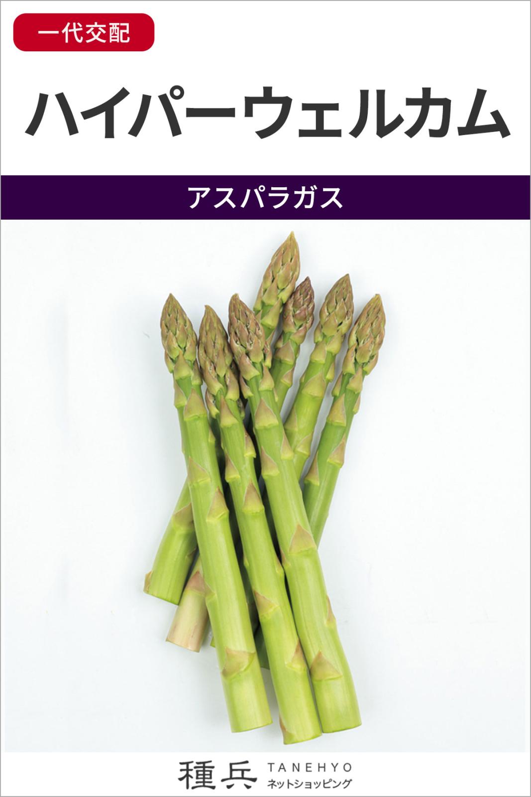 アスパラガス 種 『ハイパーウェルカム』  サカタのタネ