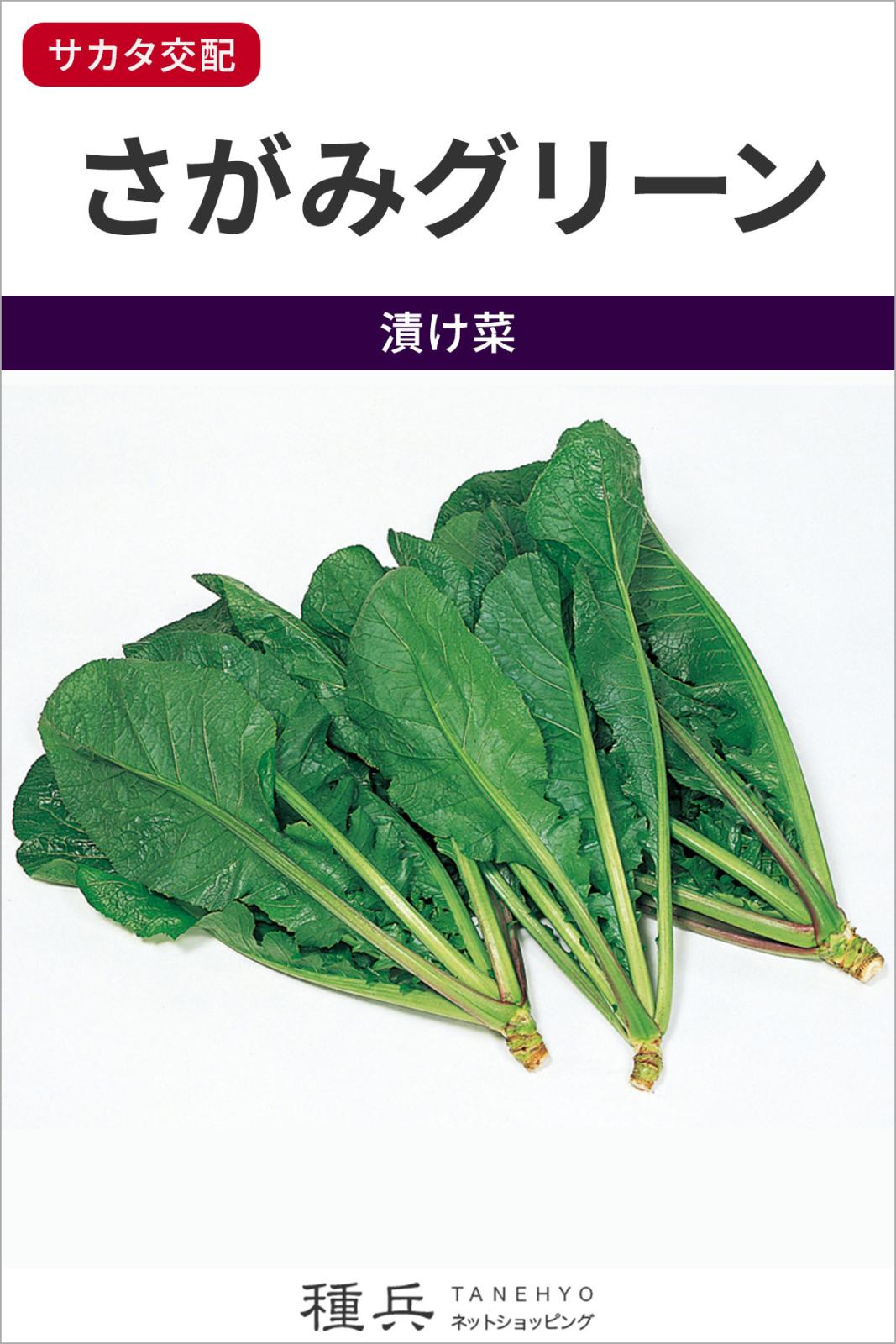 カラシナ 種 『さがみグリーン』  サカタのタネ
