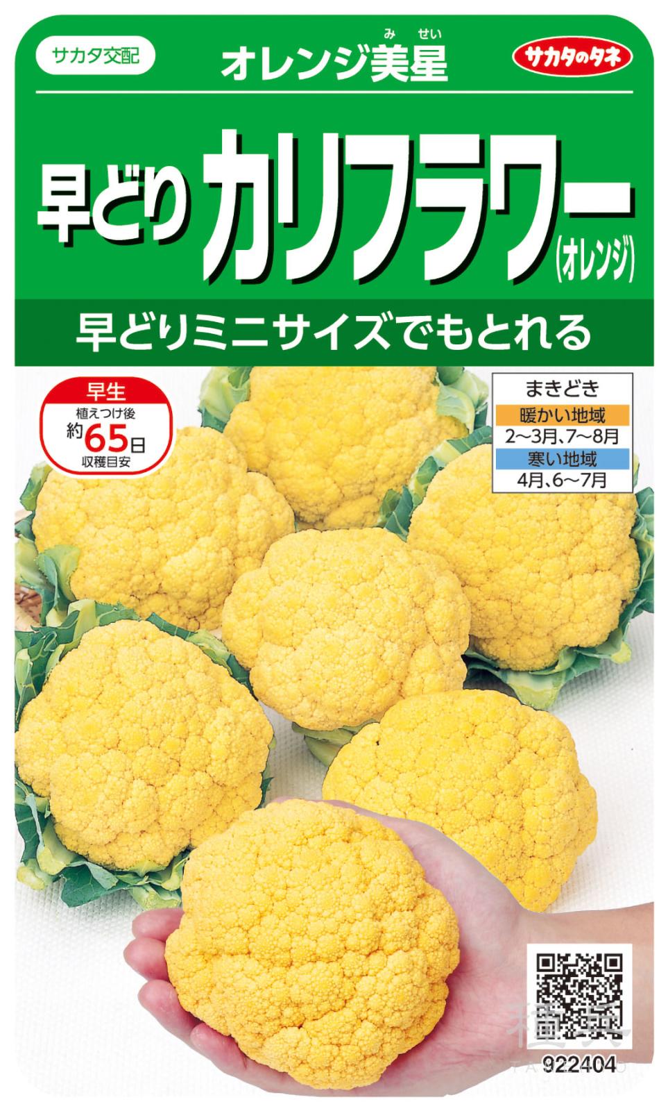 オレンジカリフラワー 種 『オレンジ美星』  サカタのタネ