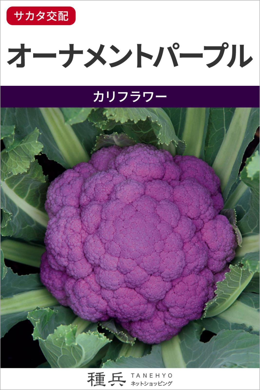 紫カリフラワー 種 『オーナメントパープル』  サカタのタネ