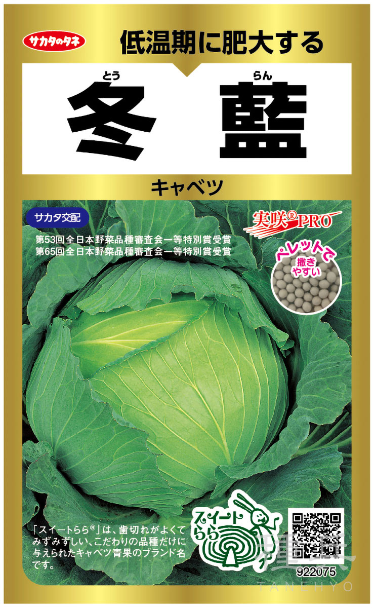 中晩生キャベツ 種 『冬藍』 サカタのタネ | たね,葉菜の種,キャベツ