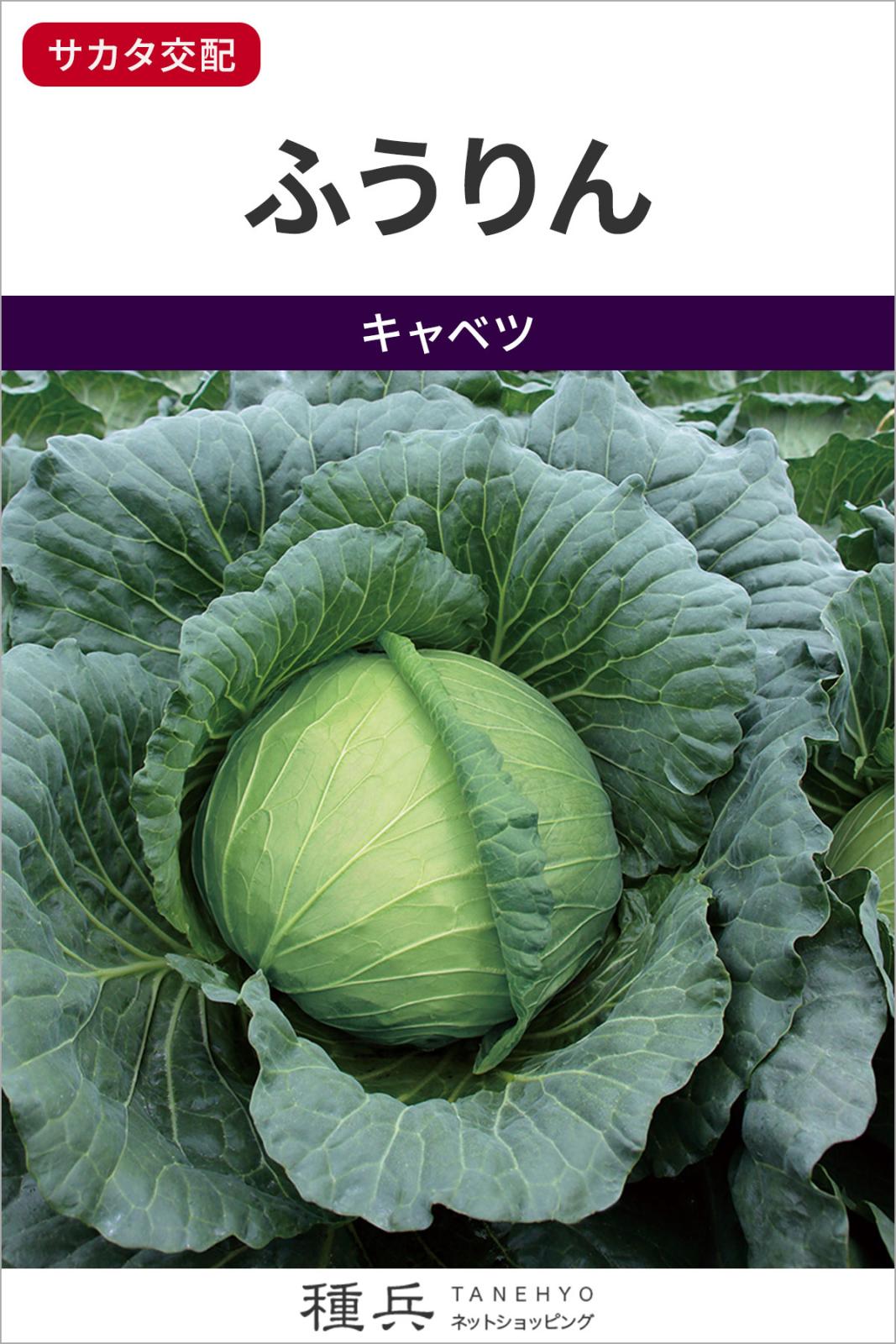 中生キャベツ 種 『ふうりん』  サカタのタネ