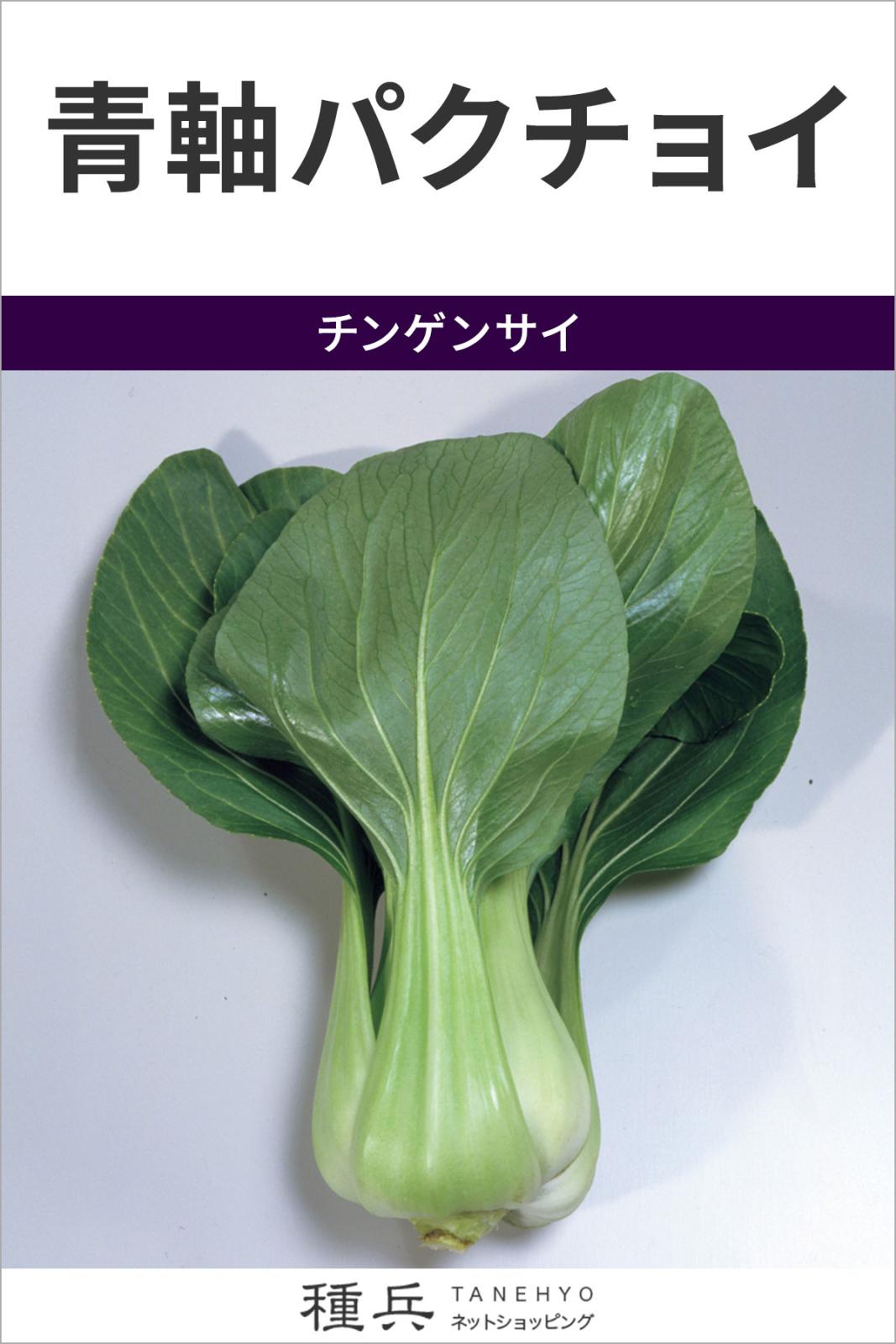チンゲンサイ 種 『青軸パクチョイ』  サカタのタネ