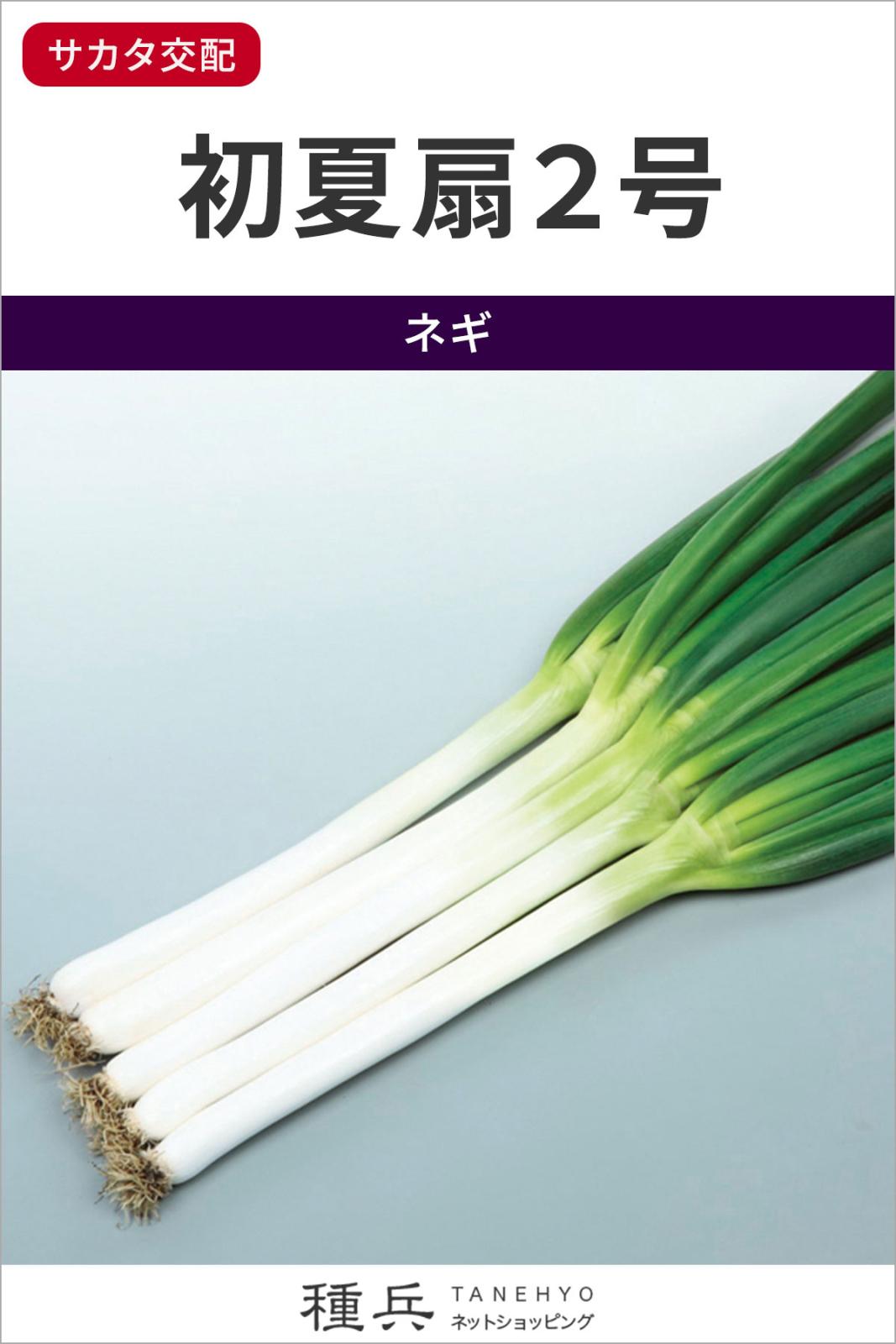 ネギ 種 『初夏扇2号』 サカタのタネ | たね,葉菜の種,ネギ