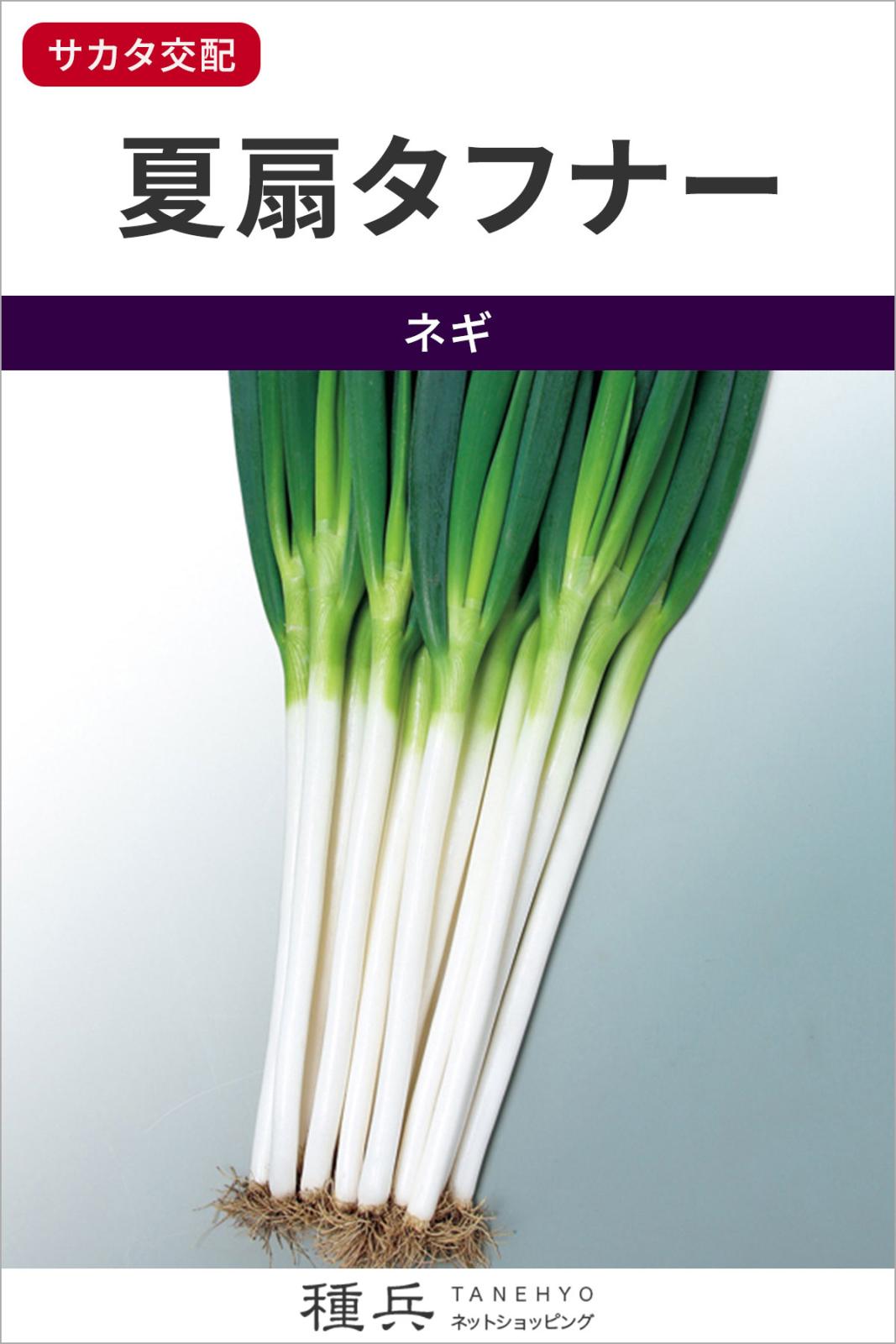 ネギ 種 『夏扇タフナー』 サカタのタネ | たね,葉菜の種,ネギ,根深